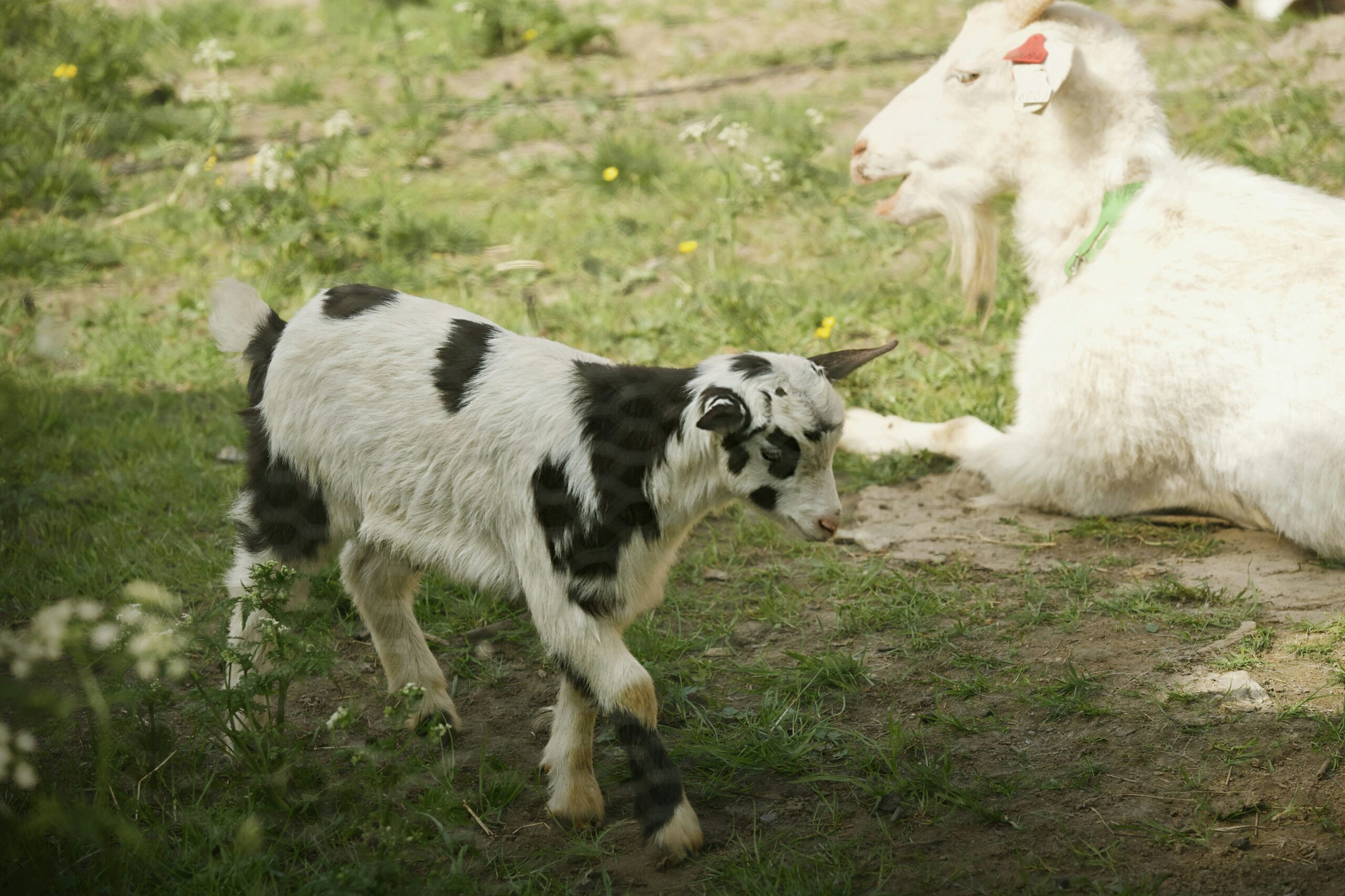 Raising Hope project in Roemenië